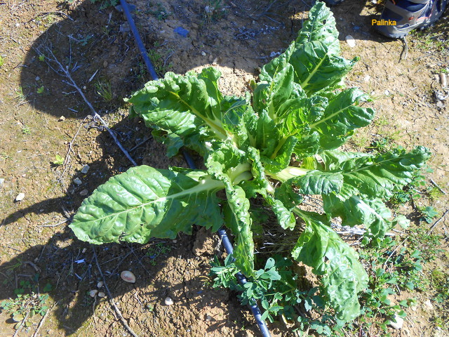 En Busca del Hada Azul Jardín Botánico Dunas del Odiel