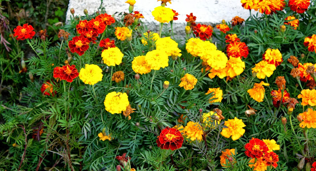 Flowers bed in front of the Medgidia Council