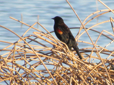 Llano Seco Wildlife Area