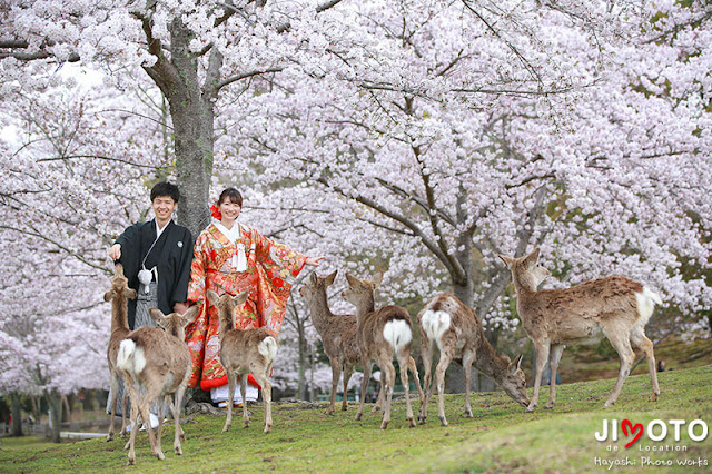奈良の桜での前撮り撮影