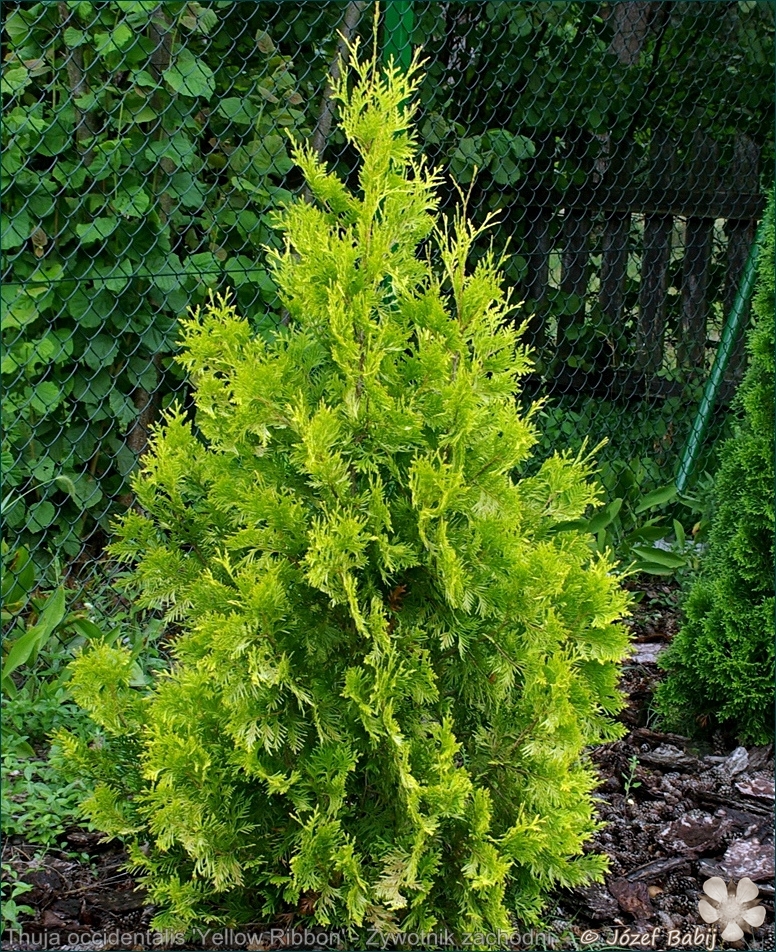 Thuja occidentalis 'Yellow Ribbon' - Żywotnik zachodni 'Yellow Ribbon'