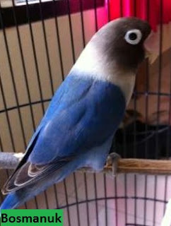 Lovebird Biru mangsi Daftar harga Burung Lovebird 2017 terbaru