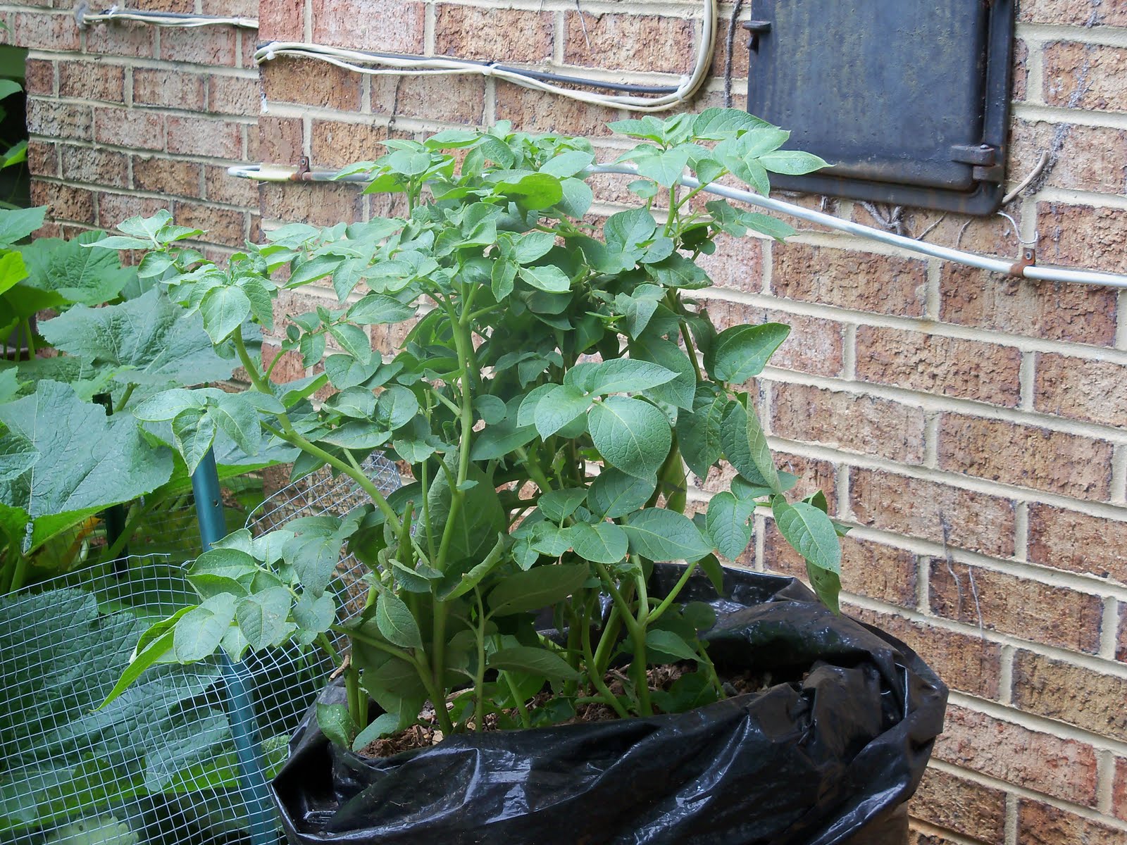 Navigating Domesticity Growing Potatoes in a Garbage Bag Update