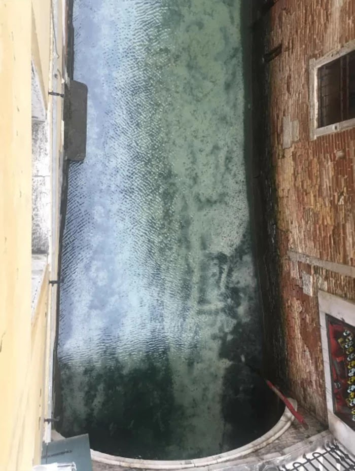 Fish, Dolphins, And Swans Swim In Crystal Clear Post Corona Virus Venice Canals Fish, Dolphins, And Swans Swim In Crystal Clear Post Corona Virus Venice Canals