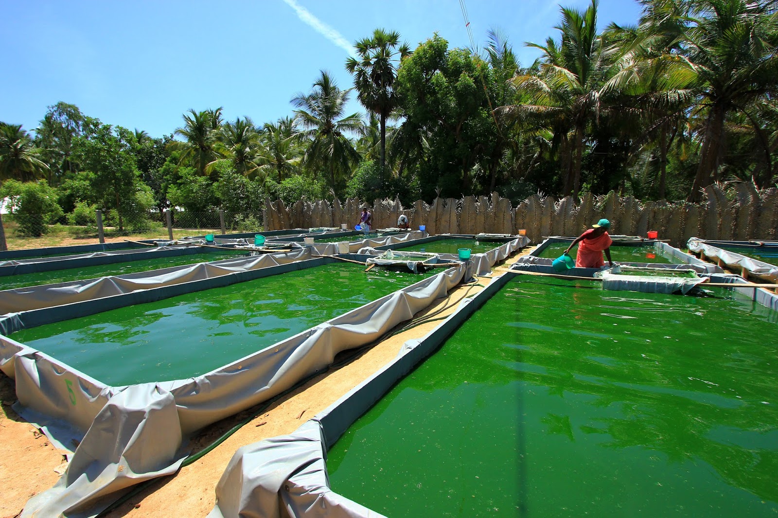 Unltd Tamilnadu Spirulina Flood Damage