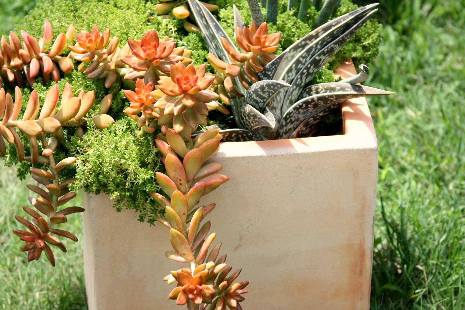 Bustani Plant Farm in Stillwater OK