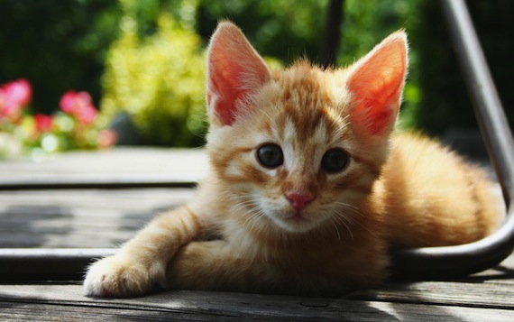 Wallpaper Depository: Beautiful Wallpaper Beautiful Cute Cat Pictures