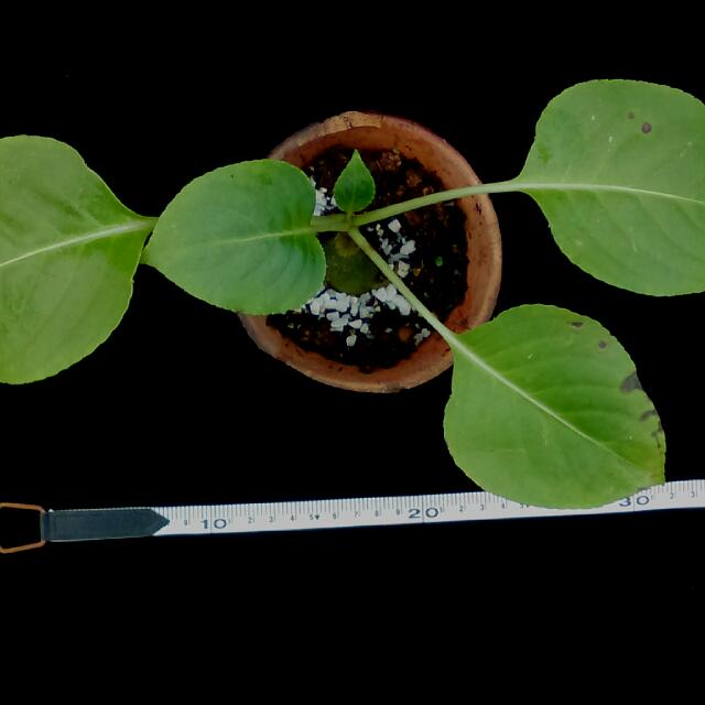 Belly Up Rare Botanicals Impatiens mirabilis rare gouty balsam _ 25