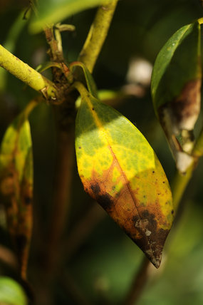 Serenity Nursery Blog My Experience With Transplanting