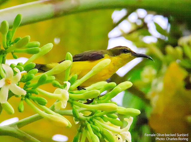 Sahul Sunbird birding in Sulawesi Female Sahul Sunbird in District Sonder of Minahasa