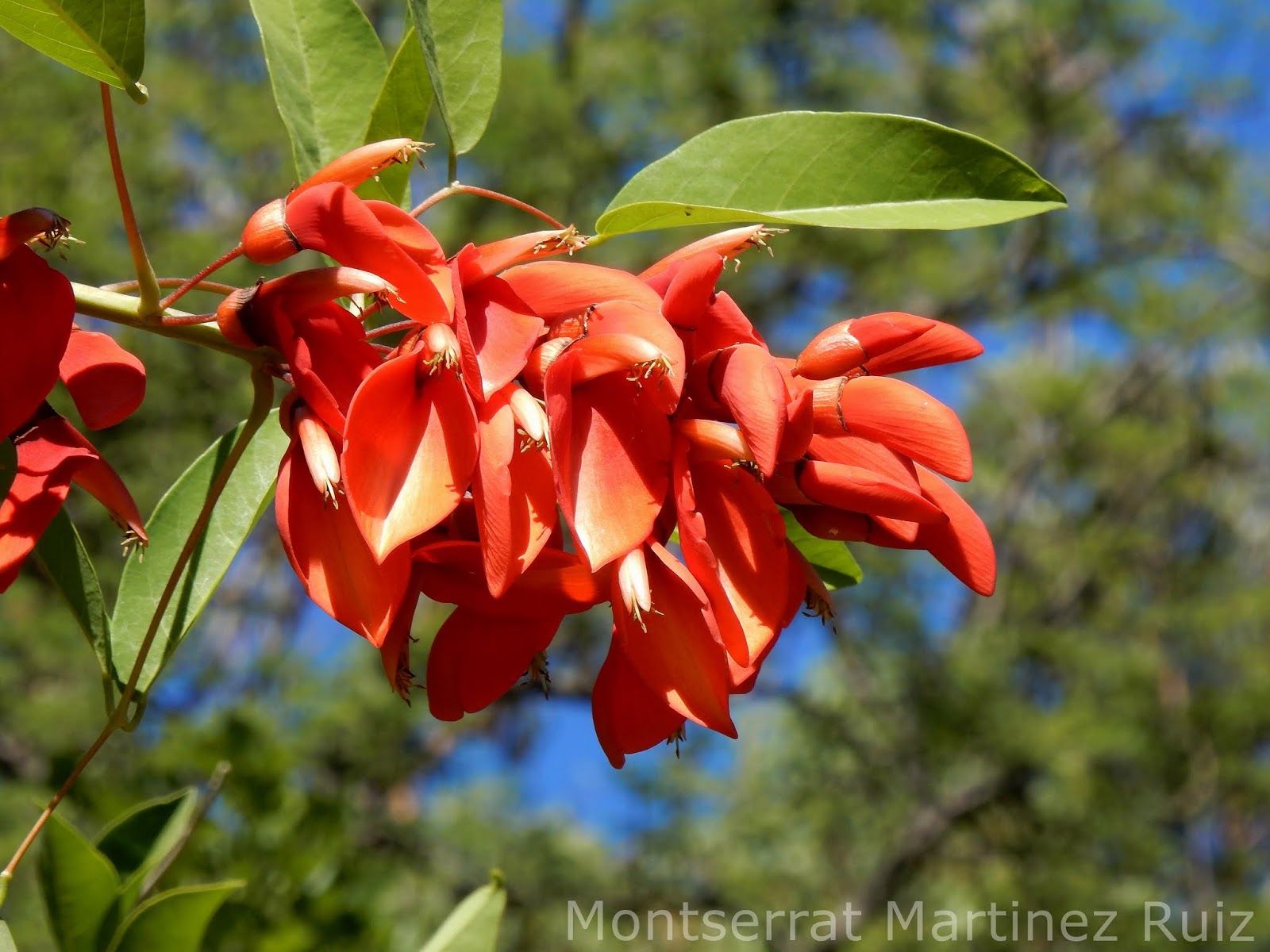 ARBOL DEL CORAL COMUN - BOTÀNIC SERRAT