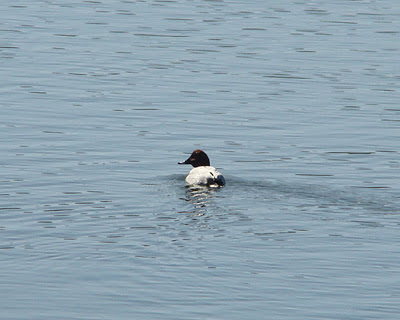 "Common Pochard - Aythya ferina,solitary duck in the species."