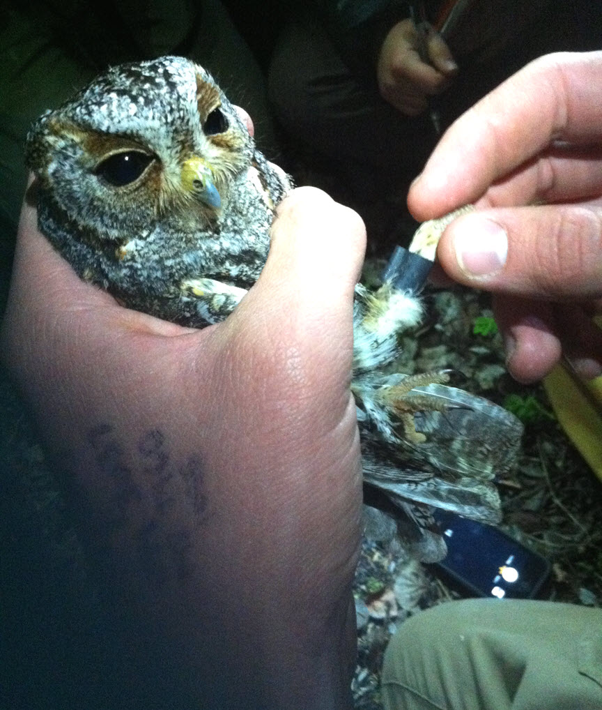 Bird In Everything Bird Tag Identification