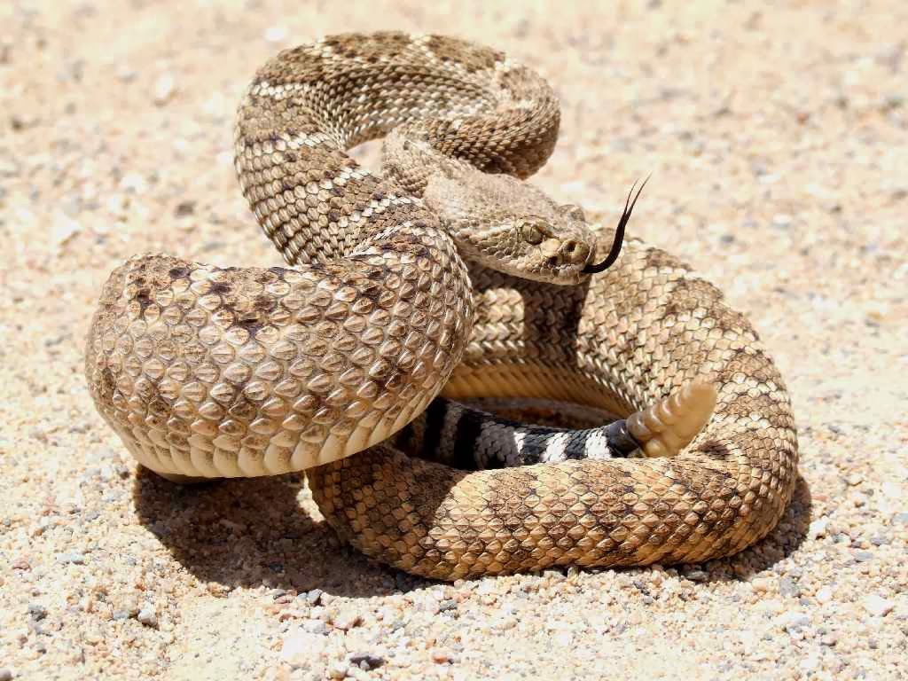 El mundo de los animales Los animales del desierto El mundo de los animales Los animales del desierto