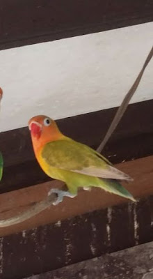 ciri-ciri lovebird pastel kuning kotor ciri-ciri lovebird pastel kuning kotor