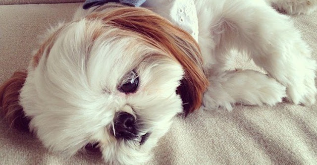 Os shih tzu sofrem quando os deixamos sozinhos por muito tempo: Veja