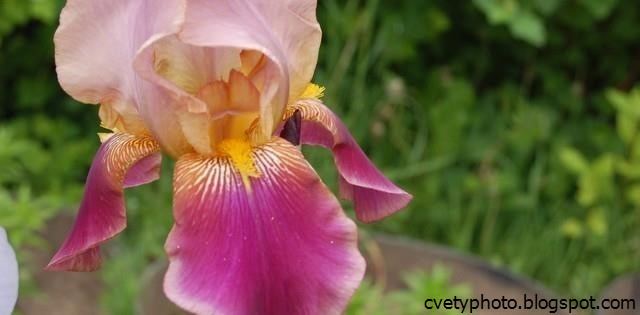 Петушки Цветы Фото