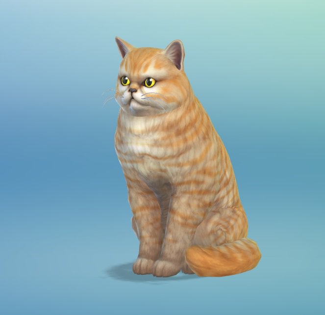 Sim Cats And Dogs Lp Sim Cats And Dogs Lp