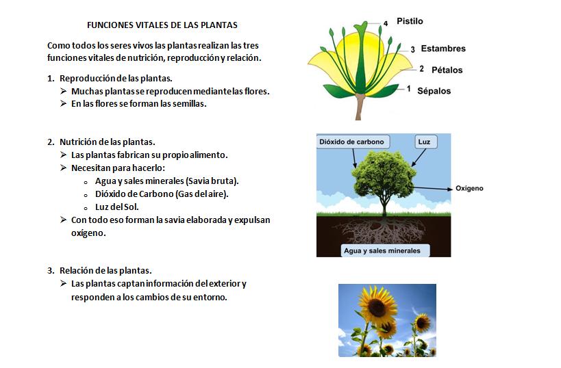 Maestra Esquema del tema de las plantas. Partes de la planta. Funciones vitales y clasificaciones.