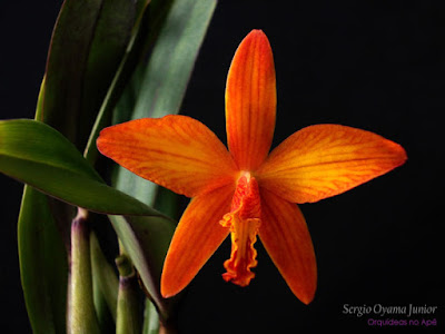 Orquídea Sophrolaelia Marriotiana