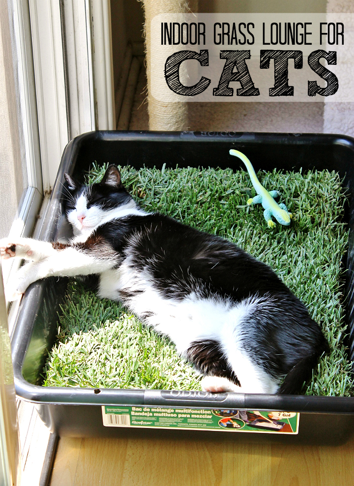Make a grass lounge for your indoor cat with a cement mixing pan and a sheet of sod from your local hardware store. (Only $10 for the tray and sod, new sod costs about $2.50 in our area and lasts up to 5 days indoors.)