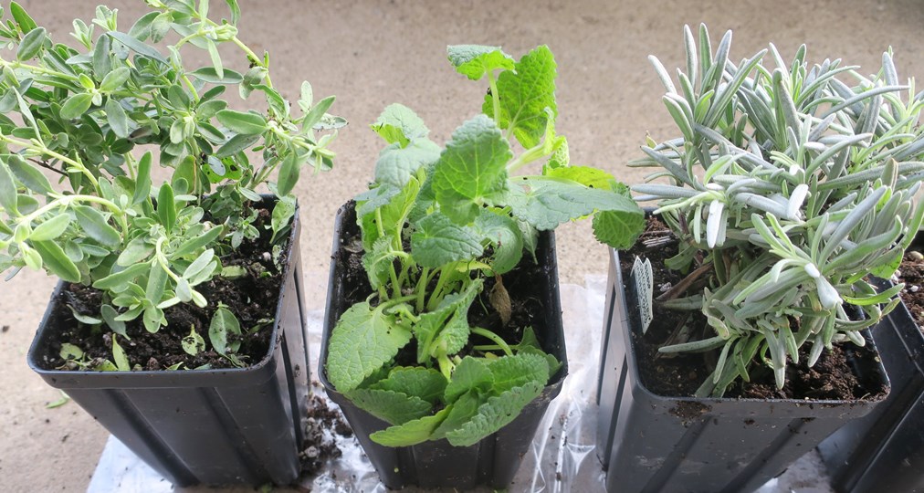 Garden Plants Buy Online 30, Raised Garden Bed Along Fence Ideas Store