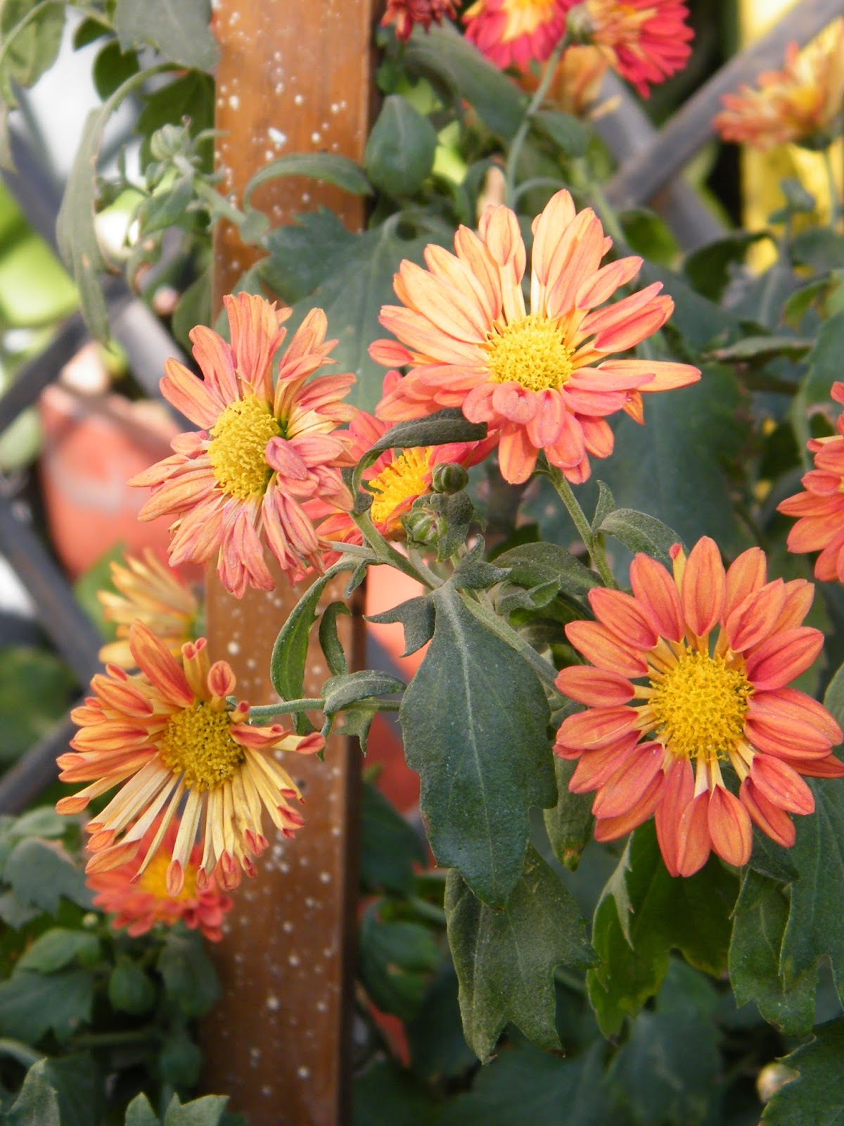 Fine Gardning Chrysanthemum Beauty