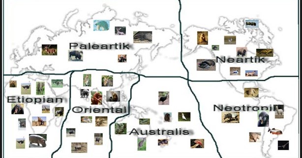 PERSEBARAN FAUNA DI DUNIA