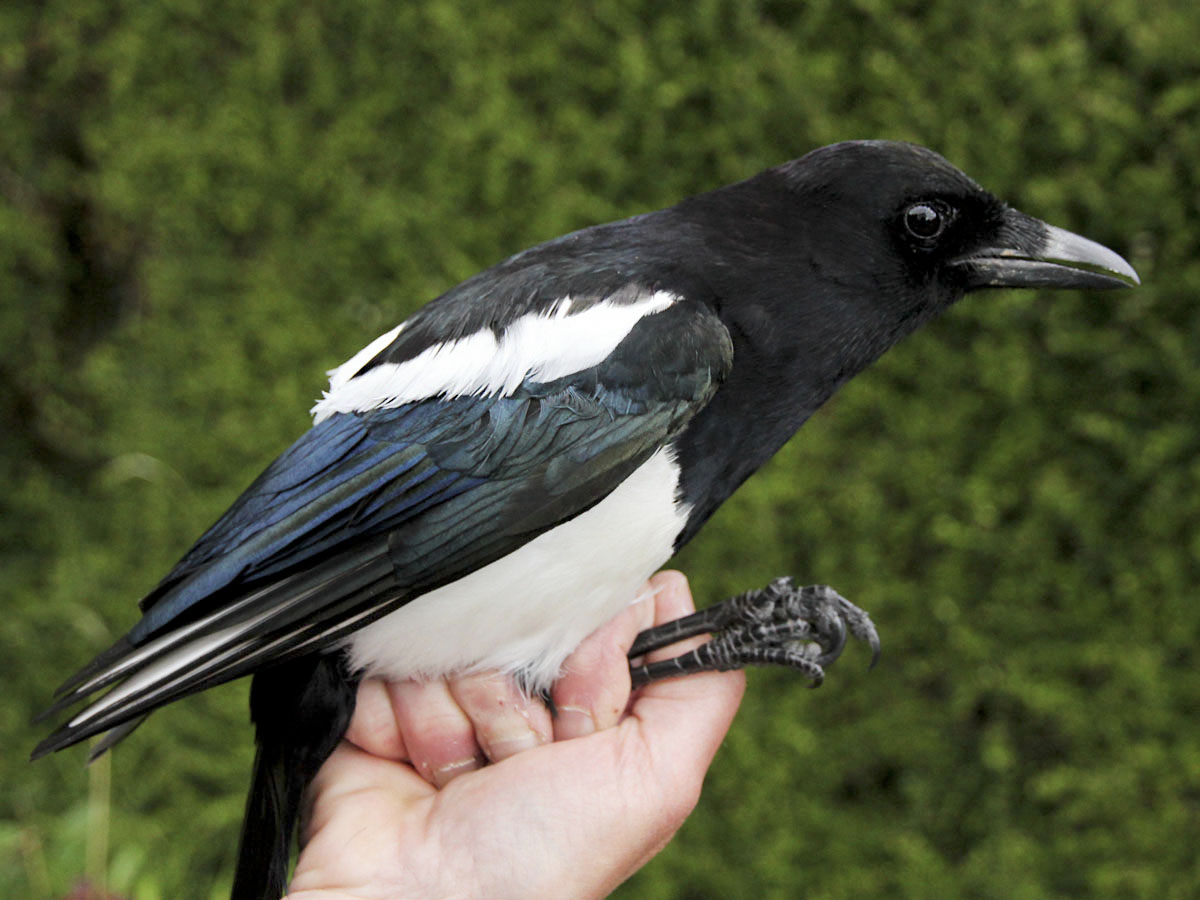 Teifi Ringing Group: Returning Reed Warblers but juvs are late