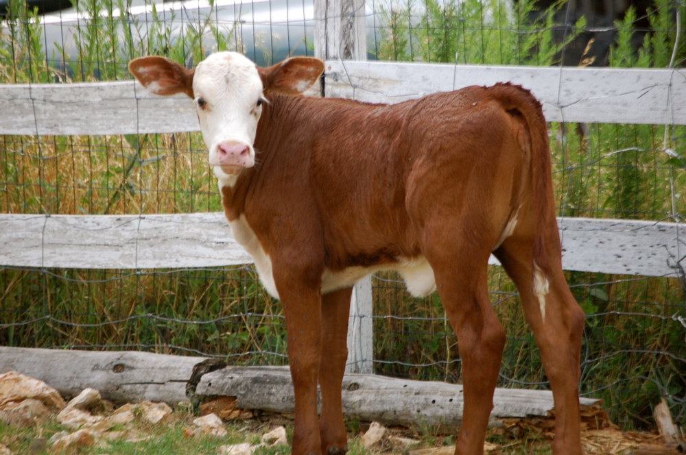 Picture This! Hereford Bottle Calf