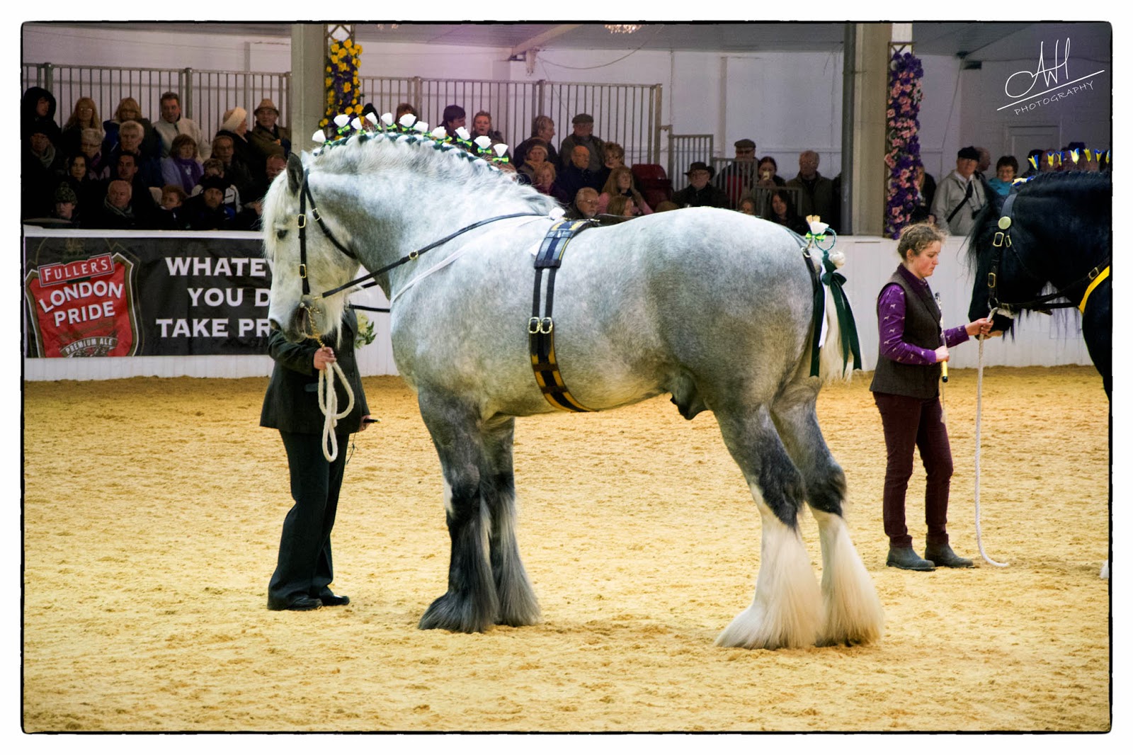Wśród Angielskich koni Shire Horse Show Czempionat Shire'ów