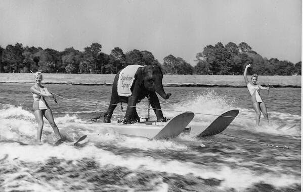 64 Historical Pictures you most likely haven’t seen before. # 8 is a bit disturbing! - Queenie, the first ski elephant. 1950s