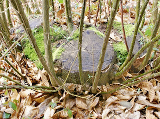 coppice definition coppice definition