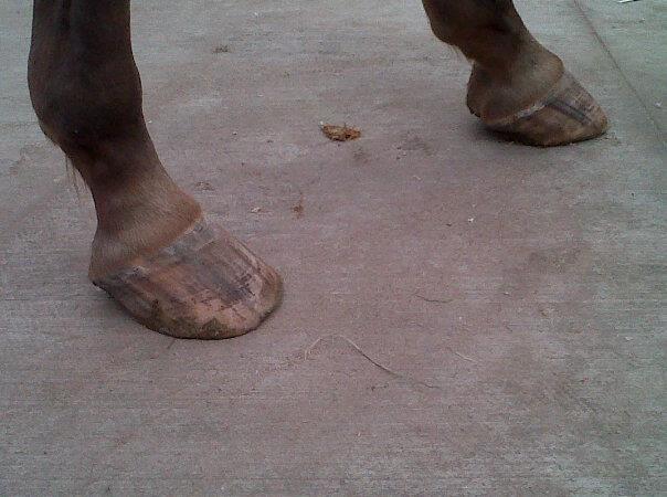 horses navicular horses navicular