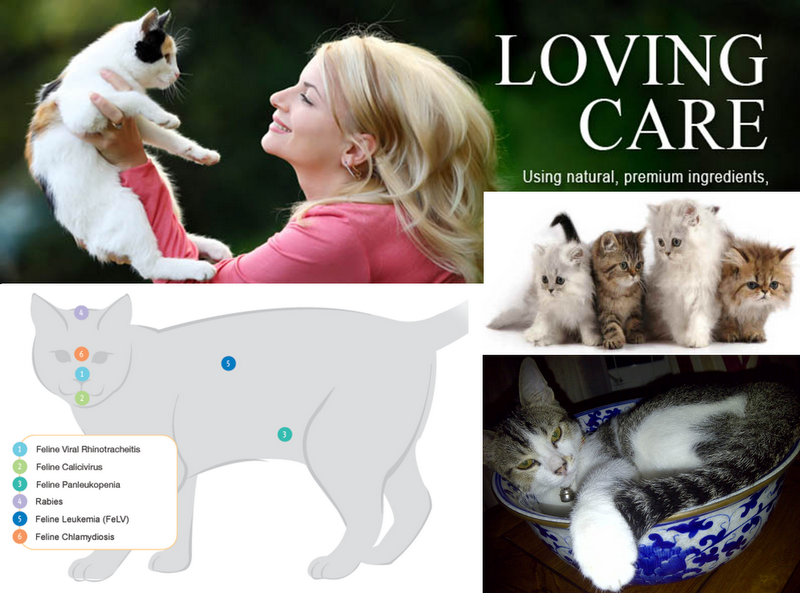 Dr Mat 3C at 3C (Cat Care Centre at Children Creative Centre MPSJ