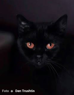 sergio de castro pinto poemas animais ambiente de leitura carlos romero