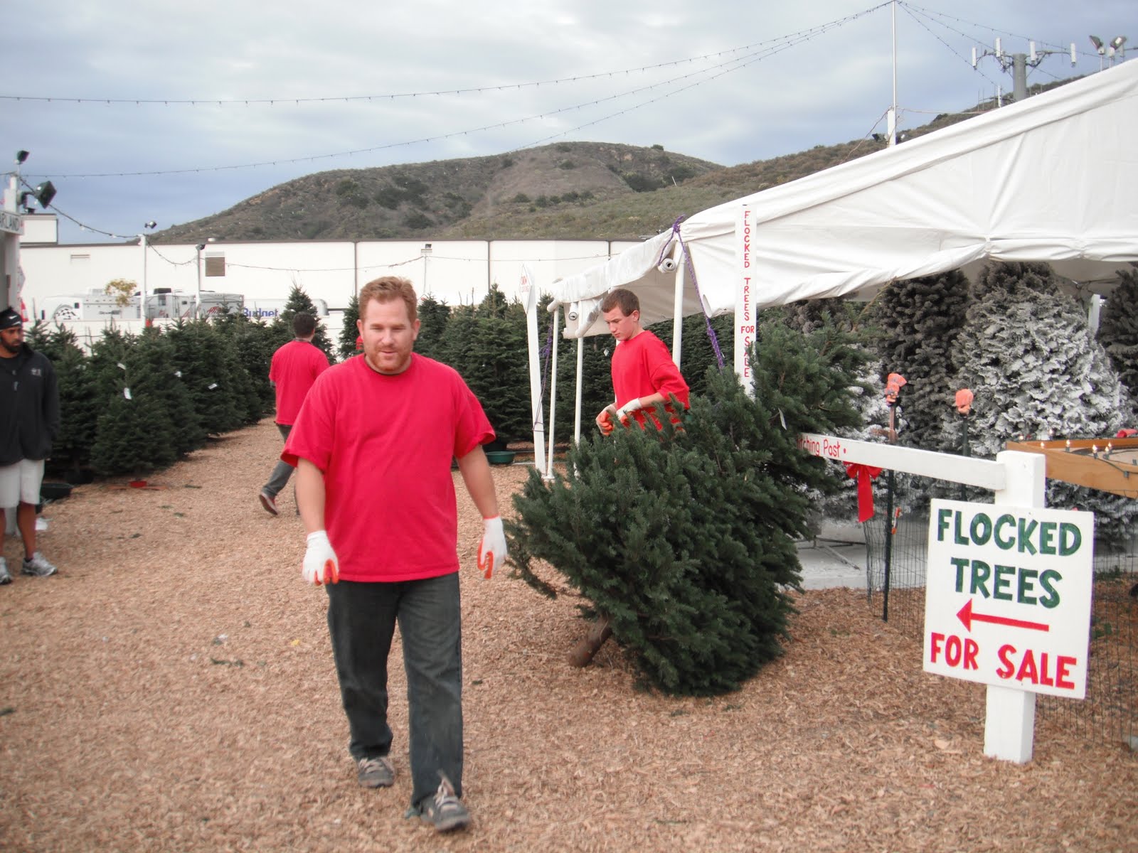 The Beck Family Boy Scout Christmas Tree Lot