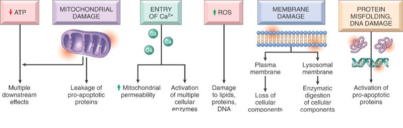 STUDENT'S MEDICARE: Cell Injury
