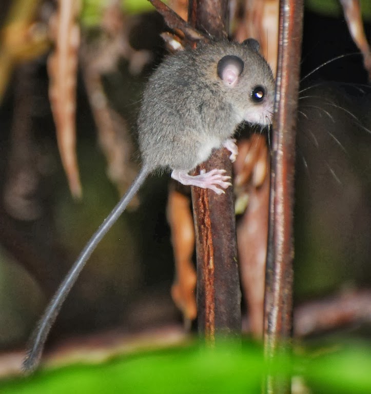 A Wandering Naturalist Sarawak Kubah By Night