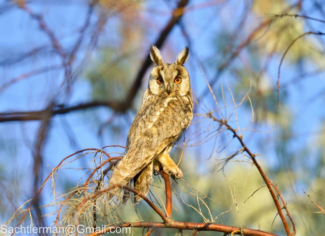 17. Photograph Long-eared Owl (Asio otus) by Gary Hu