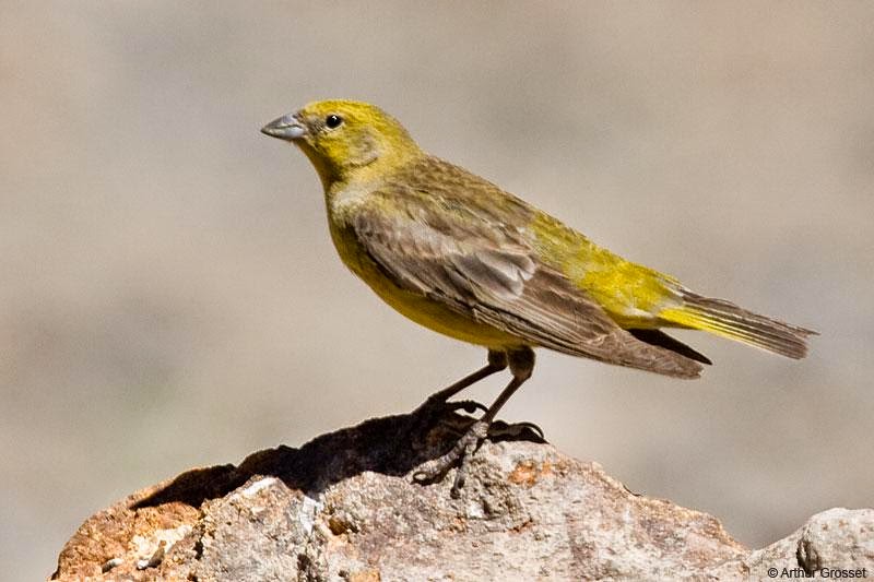 Greater Yellow finch