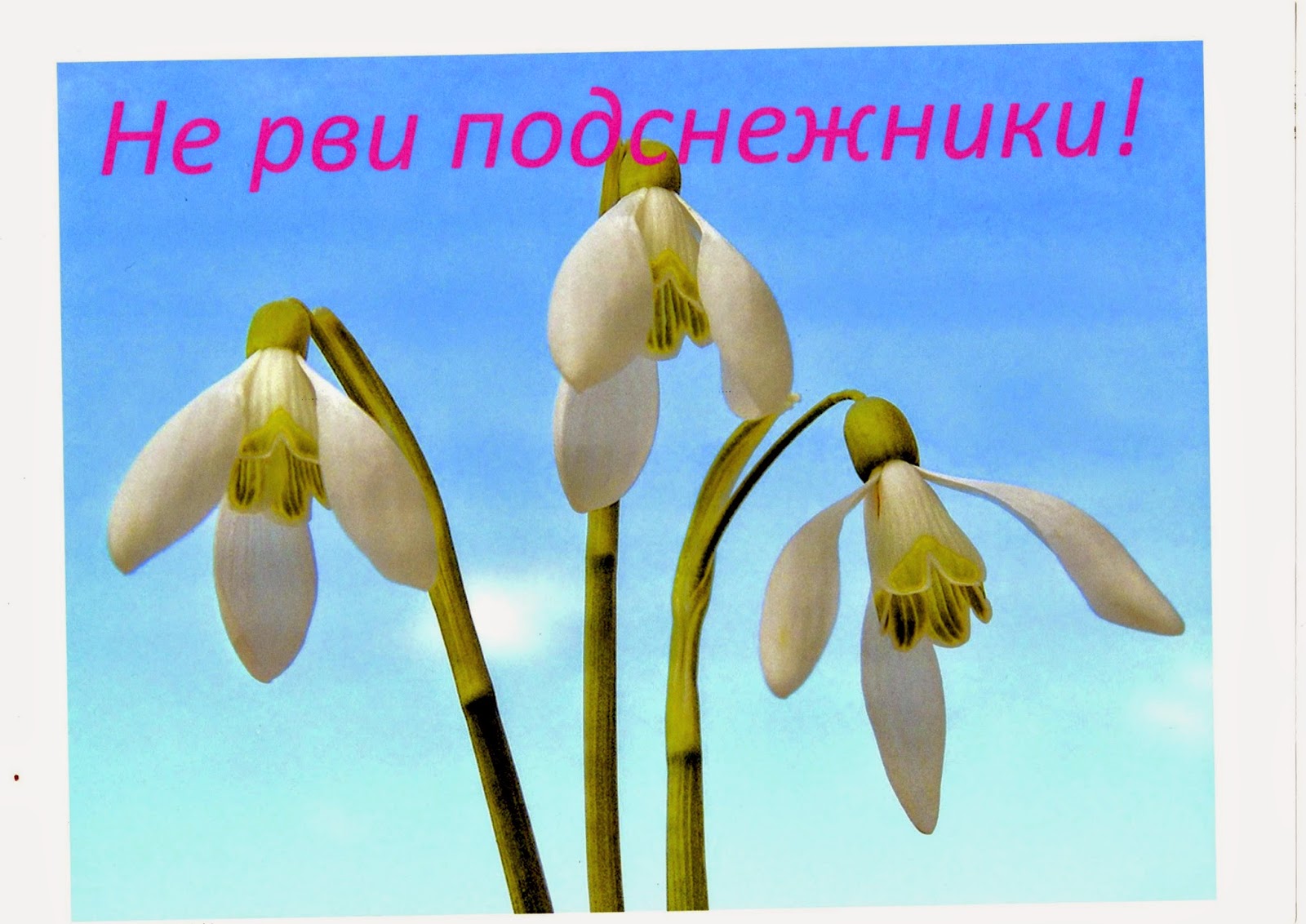 ранние цветы. подснежник галантус голубой. букетик подснежников в руке. девушка с подснежниками. собирает подснежники.