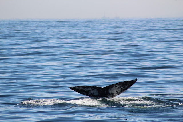 Gray Whale Tail 