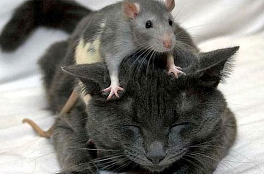 Stray Cats Keep Rats Away Stray Cats Keep Rats Away