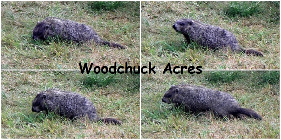 Woodchuck Acres