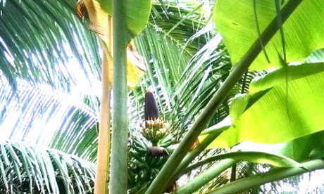 Lạ lùng cây chuối trổ buồng chỉa ngược lên trời - Ảnh 1 La lung cay chuoi tro buong chia nguoc len troi - Anh 1