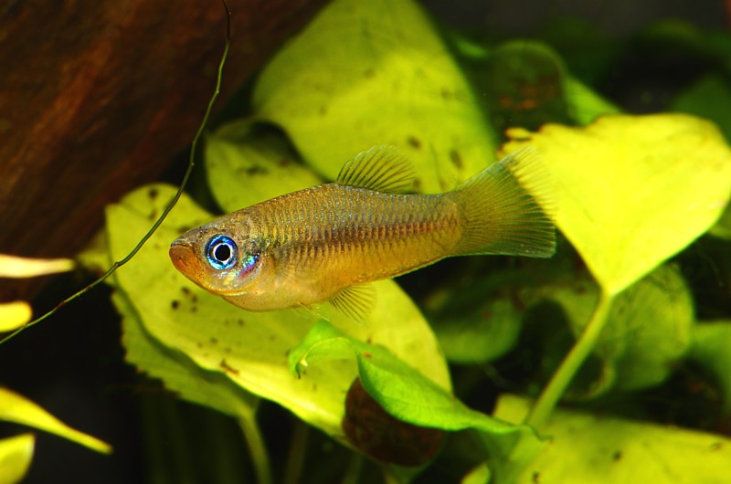 Aquarien und Orchideen unsere Aquarien und Terrarienbewohner