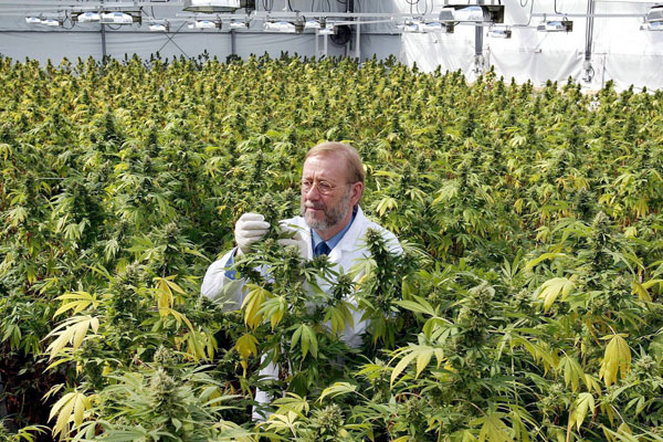 Universidad de Michigan abre la primera carrera especializada en marihuana Universidad de Michigan abre la primera carrera especializada en marihuana
