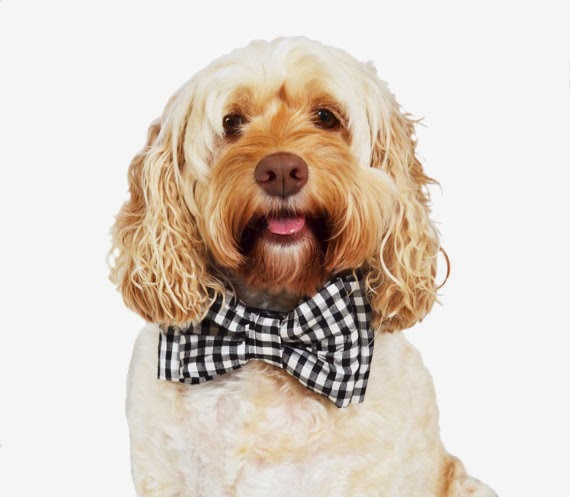 Best Dog Collar Tracker Best Dog Collar Tracker