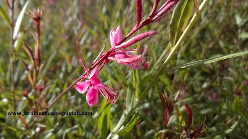 Cleome (Cleome hassleriana)